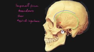 Temporal fossa explained [upl. by Nebra]