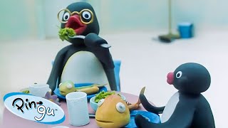 Pingus Family 🐧  Pingu  Official Channel  Cartoons For Kids [upl. by Brandes929]