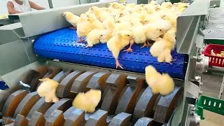 Chicken Egg Incubation Technology  Broiler Raising Method amp Process  Poultry Processing Factory [upl. by Niroht410]