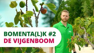 BOMENTALK 2  De Vijgenboom [upl. by Noemys]