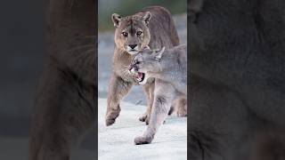 The Pumas of Patagonia cats animals earth nature wildlife shorts foryou fyp ytshorts [upl. by Tan342]