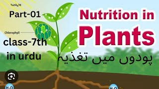 Nutrition in plants پودوں میں تغذیہ class 7 science in urdu part01heterotrophic and autotrophic [upl. by Niledam]