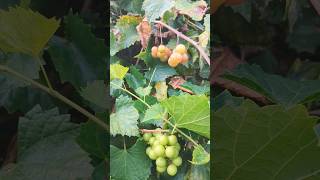 Growing Scuppernong Grapes in Florida How To Tell When Ripe floridagardening homegrown grapes [upl. by Gilges]