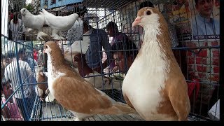 Siraji pigeon  সিরাজি কবুতর  kobutor palon bangladesh [upl. by Lamb610]