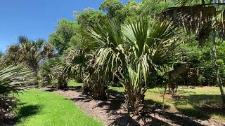 BEST Hardy Sabal Palm Tree Collection in the World [upl. by Cormier]