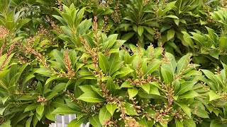 Tree Formed Pieris Japonica Spring amp Fall 4K  September 17 2024 [upl. by Middleton]