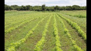 INTA presenta a productores métodos para el control de malezas en el cultivo de ajonjolí [upl. by Bearce956]