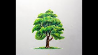 How to Draw a Tree with Colored Pencils [upl. by Navoj193]