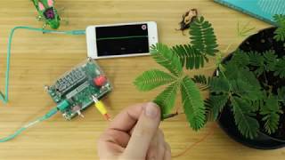 Behaviors and Electrophysiology of Sensitive Mimosa Plants [upl. by Zaller]