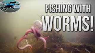 How to catch Fish with Worms  TAFishing [upl. by Atir]