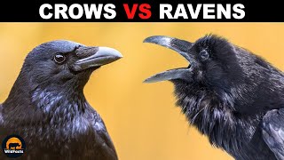 What is the Difference Between Crows and Ravens [upl. by Garihc708]