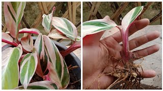 How To Divide Stromanthe Trioster PlantHow To Propagate Stromanthe Trioster Plant [upl. by Koorb]