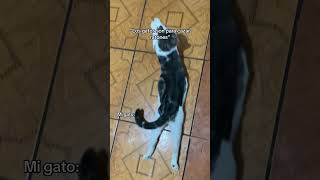 “Los gatos son para cazar ratones” Mi gato … shorts [upl. by Engamrahc]