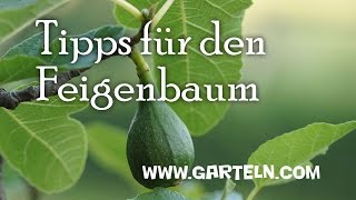 Tipps für den eigenen Feigenbaum [upl. by Lletnuahs]