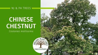 Chinese Chestnut Description Growing Conditions Pests amp More  Organic Plant Care LLC [upl. by Ashwell189]