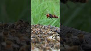 Western Honeybees vs Giant Hornet A Brave Defense Battle [upl. by Lamoureux186]