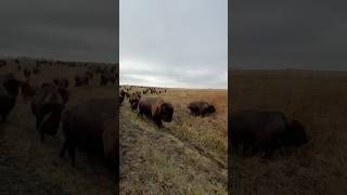 Buffalo Stampede buffalo bison [upl. by Auqenahs725]