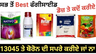 Full Information fungicides13045 And Boron  ਝੋਨੇ ਦੀਆਂ ਸਾਰੀਆਂ ਫੰਗਸ ਬਿਮਾਰੀਆਂ ਨੂੰ ਕੰਟਰੋਲ ਕਰੋ [upl. by Emad]