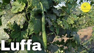 Luffa  Ridge Gourd Health Benefits Side Effects And Recipes [upl. by Varhol]