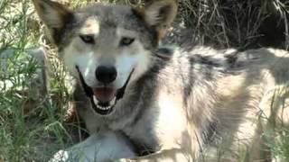 Mexican Gray Wolves  Canis lupus baileyi  Lobos [upl. by Irihs]