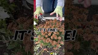 Fall Gardening Tip for More Mum Blooms 🍁🍂 gardening [upl. by Negriv]