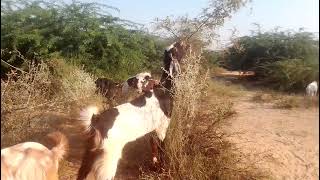 bakriyan aur Bakra ghas 🐐2024khate hue video [upl. by Borrell]