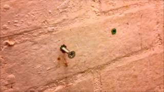 How to remove a Rawl plug raw plug wall plug screw anchor dowel from a wall [upl. by Byrn]