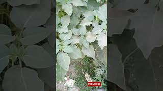 Dhatura  धतूरा  Datura stramonium  poisonousweed nature viral shorts GreenEarthGarden [upl. by Tenner]