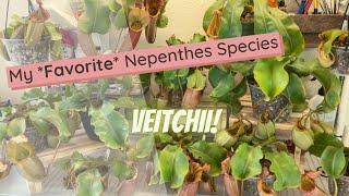 Nepenthes Veitchii Spotlight [upl. by Aeirdna]