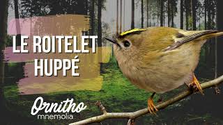 Le roitelet huppé [upl. by Bricker]