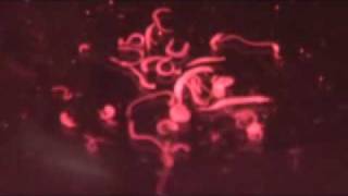 Parasitic Schistosoma haematobium Worms [upl. by Neeleuqcaj767]