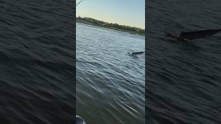 Paddlefish Spoonbill Jumps out the water  🐬😲 [upl. by Noda284]