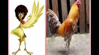 un gallo con muchos huevos vida real [upl. by Dub739]