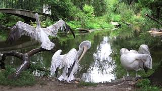 Pelicans Family Picnic with Flying Guests [upl. by Mozza800]