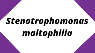 Stenotrophomonas maltophilia  Quick Learn Micro  Microbiology Shorts shorts youtube [upl. by Cheadle]