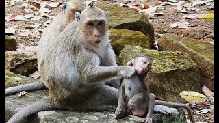 Mom monkey hate and choke babyJessie very scare run to grand maWild Monkey [upl. by Haslam]