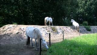 On The Right Track  Horses living in paddock paradise [upl. by Froma]