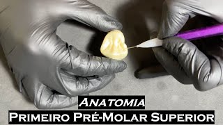 Primeiro Pré molar Superior  Anatomia Dental [upl. by Kannan]