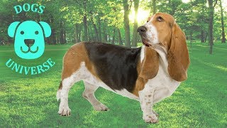 BASSET HOUND ► Characteristics and temperament 🐶 [upl. by Alih]