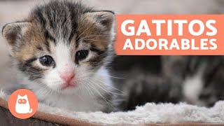 Vídeos de GATITOS BEBÉS 😻 ¡Gatos Tiernos y Graciosos [upl. by Zachar]