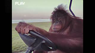 orangutan driving golf cart in the 80s [upl. by Ransome]