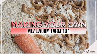 Making Your Own Mealworm Farm 101 [upl. by Relyks688]