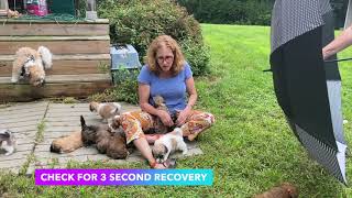 Temperament Testing Havanese Puppies  Sarah Says Pets [upl. by Kenison]