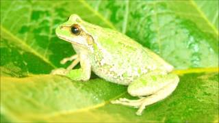 Pouch brooding marsupial frog [upl. by Long69]