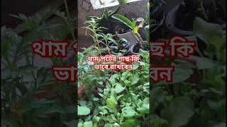 Ripas garden শীতের ফুলের চারা লাগানোর এখনিই আদর্শ সময় ☘️☘️ [upl. by Jaal]