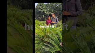 Cycas palm plant height 4 ft price wholesale nursery😱 gajraula gajraulanursery cycas 🔥plants [upl. by Yhtur]