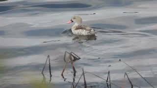 Anas capensis  Cerceta del Cabo  Cape Teal [upl. by Ponce]