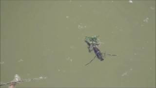 Backswimmer  Water Boatman [upl. by Lerrej]