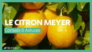 Le citron Meyer ou Citronnier 4 saisons  conseils et entretien  Truffaut [upl. by Nairbo]