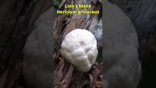 3 Commonly Misidentified Mushroom Species [upl. by Nida]